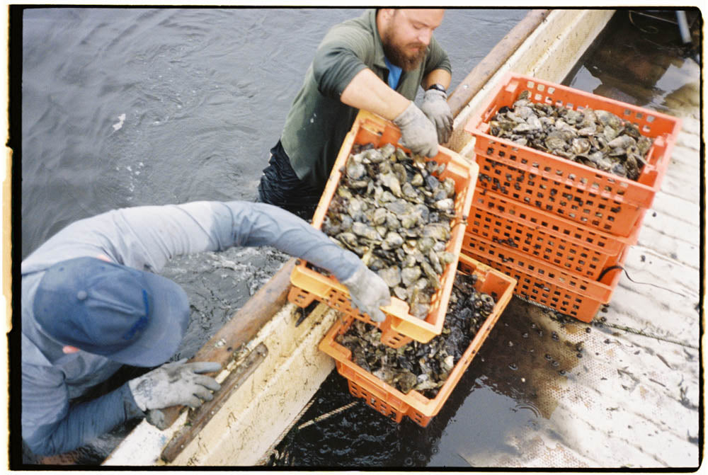 Oyster Reef Restoration