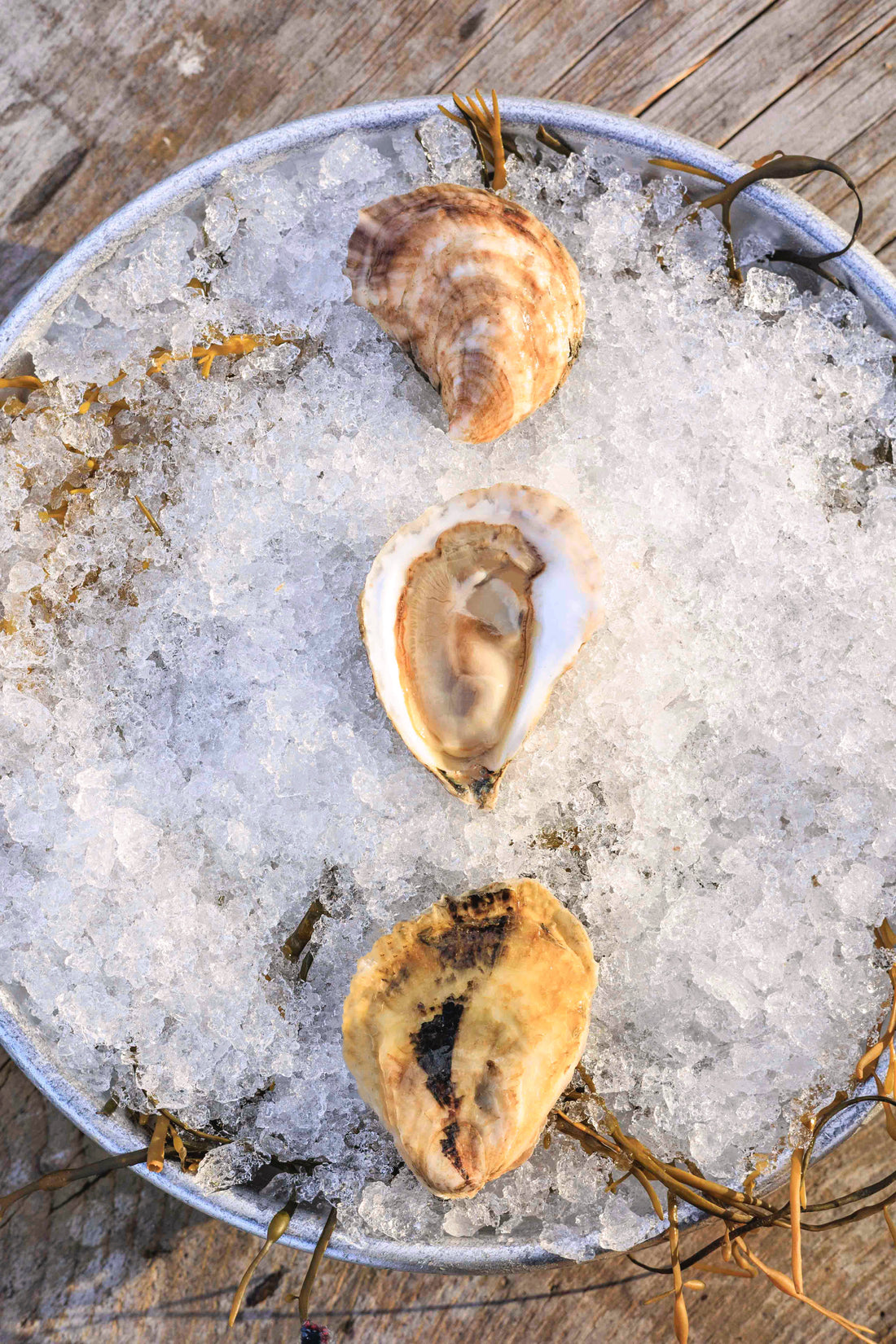 MAINE FARMS OYSTER COLLECTION