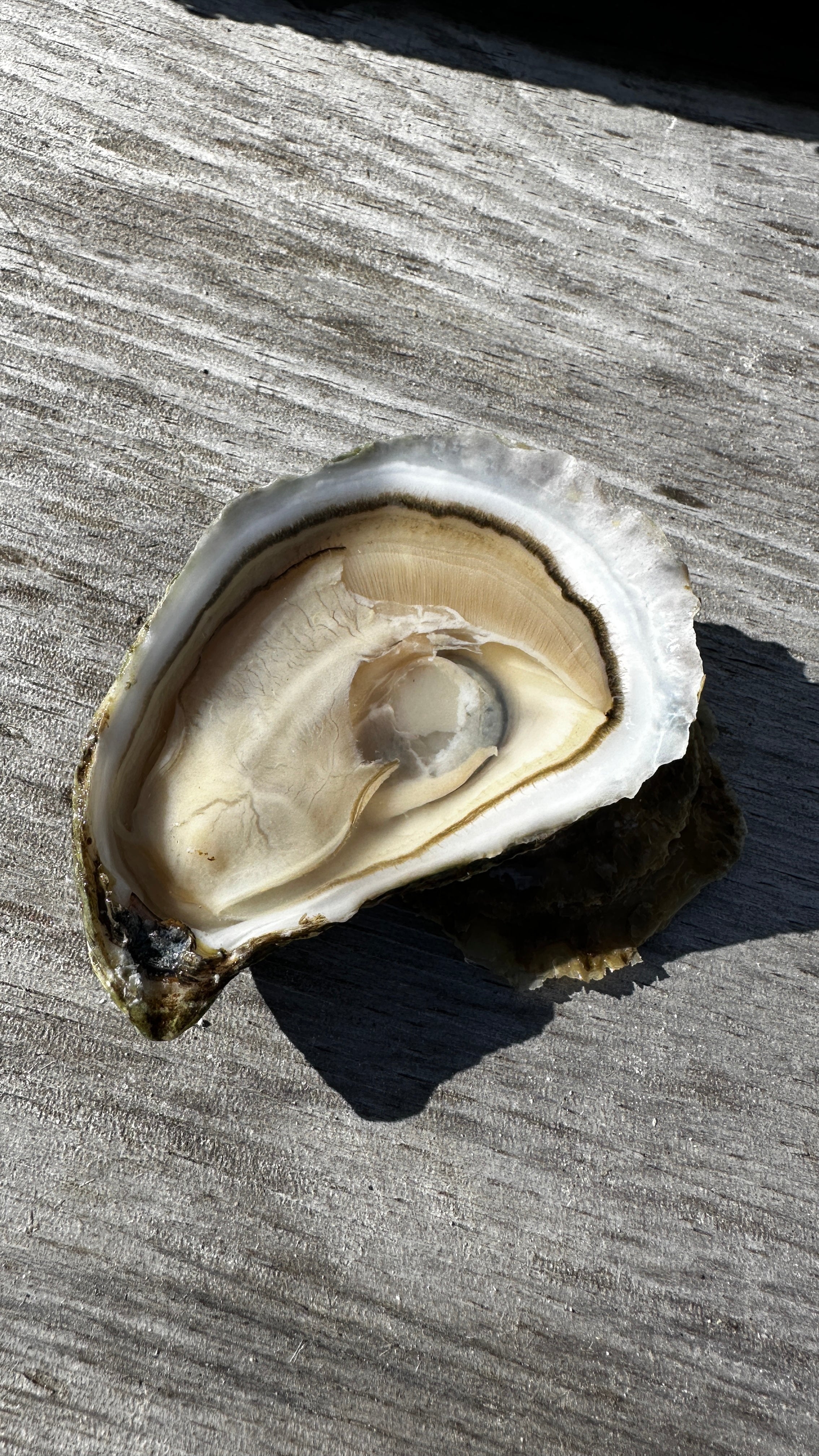 Weskeag Oysters