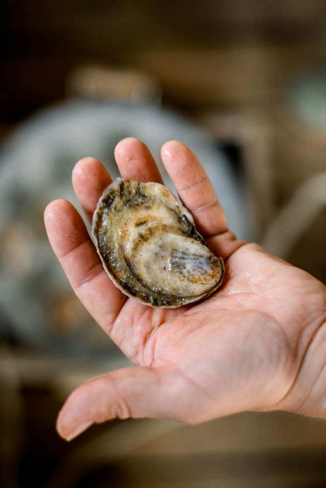 Heafitz Farm Oysters